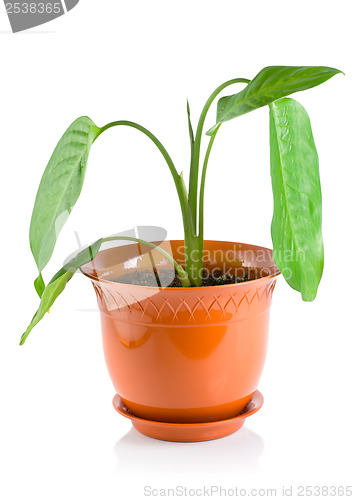 Image of Dieffenbachia