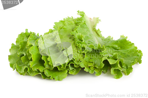 Image of Leaves lettuce