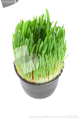 Image of Green grass in a pot isolated