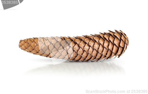 Image of Dry pine cone