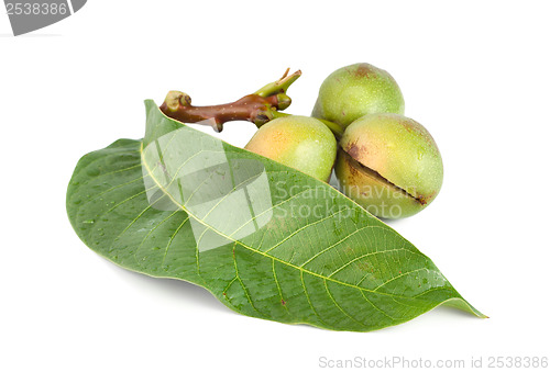 Image of Branch of a walnut