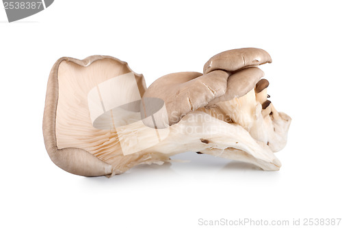 Image of Raw oyster mushroom