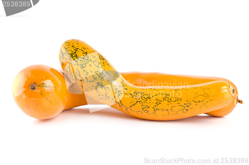 Image of Ripe squash