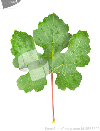 Image of Grape leaves isolated on white