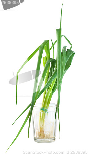 Image of Bunch green onions