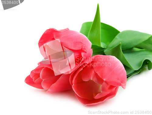 Image of Three beautiful pink tulips