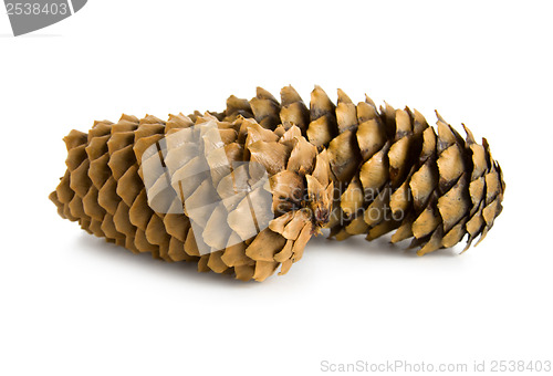 Image of Two pine cones