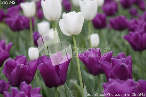 Image of Tulips