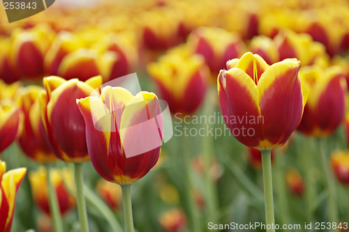 Image of Tulips