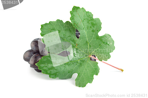 Image of Ripe blue grape