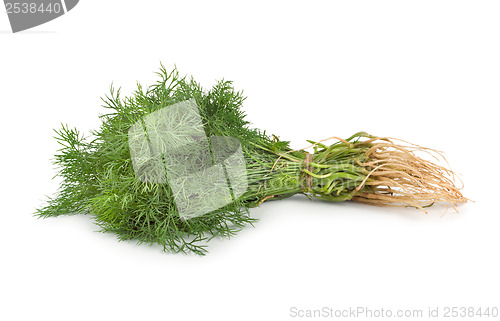 Image of Fresh green dill