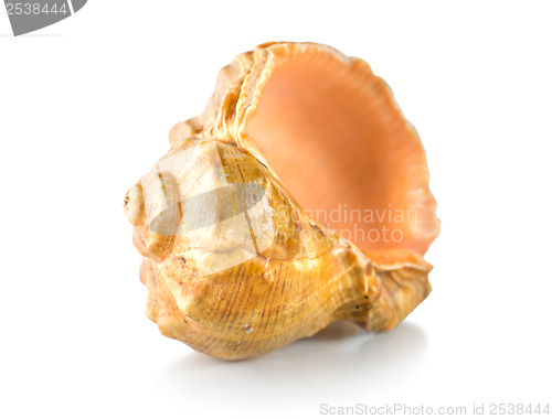 Image of Shell