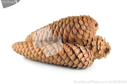 Image of Dry pine cone isolated