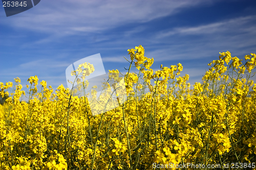 Image of Rape field