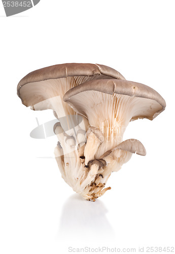 Image of Oyster mushroom