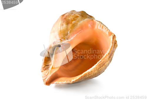 Image of Shell isolated