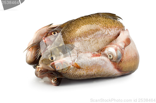 Image of Frozen fish