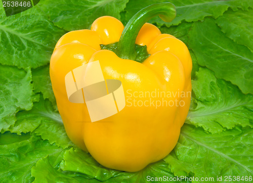 Image of Pepper