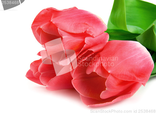 Image of Three beautiful pink tulips isolated