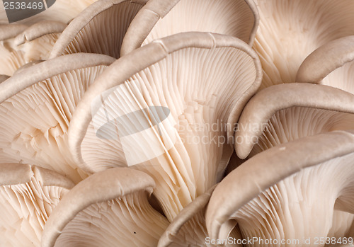 Image of Background from mushroom