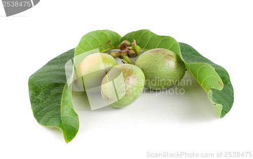 Image of Ripe branch of a walnut isolated on a white