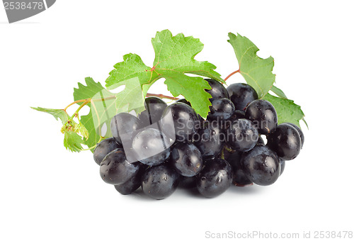 Image of Blue grape