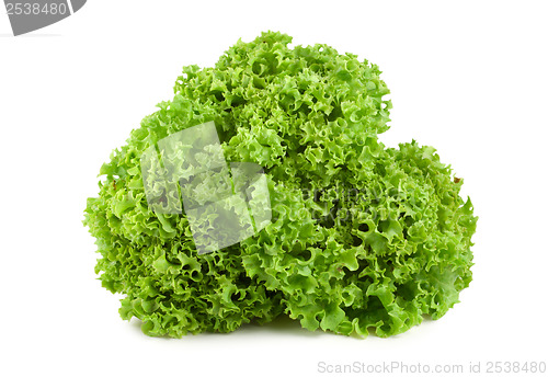 Image of Bush lettuce isolated