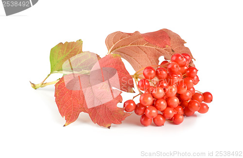 Image of Ripe viburnum