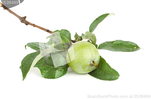 Image of Branch of apple