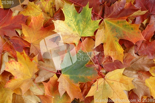 Image of Autumn leaves