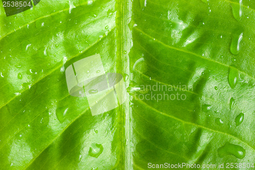 Image of Green leaf