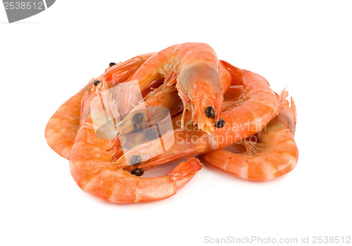 Image of Shrimp isolated