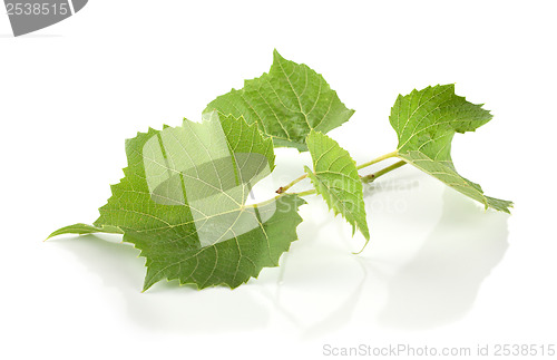 Image of Grape leaves