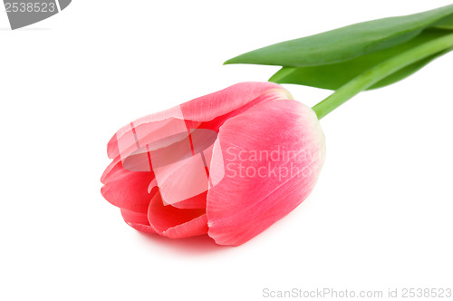 Image of Tulip isolated on white