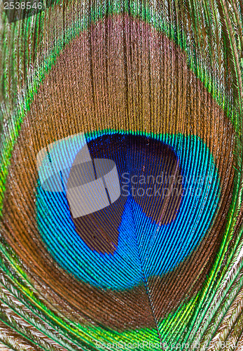 Image of Peacock feather closeup