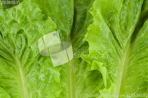 Image of Green fresh lettuce