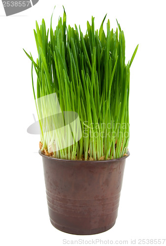 Image of Green Grass