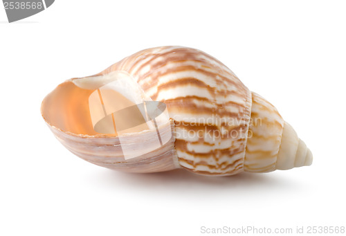 Image of Sea shell