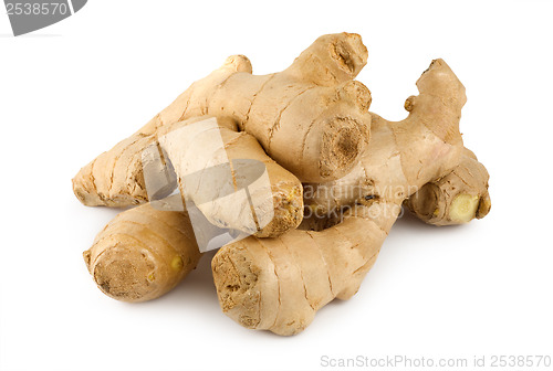 Image of Ginger