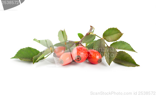 Image of Rose hip isolated