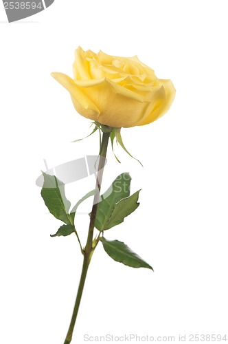 Image of beautiful yellow rose