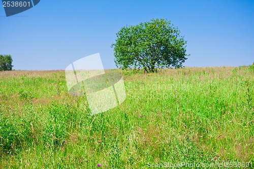 Image of Tree and field