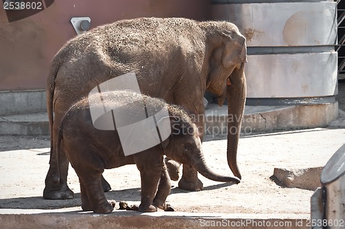 Image of Elephant