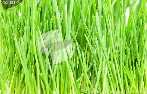 Image of Green grass