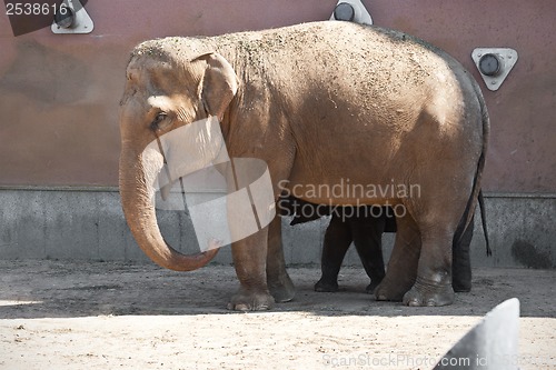 Image of Elephant