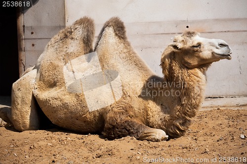 Image of Camel