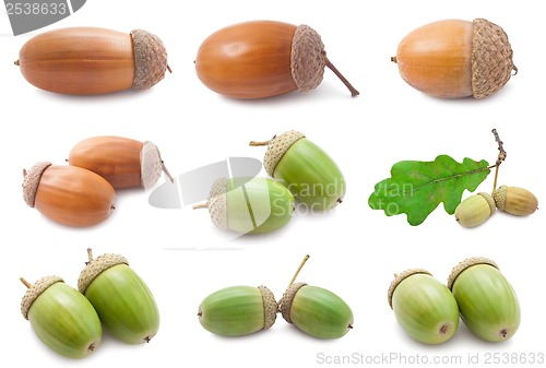 Image of Acorns