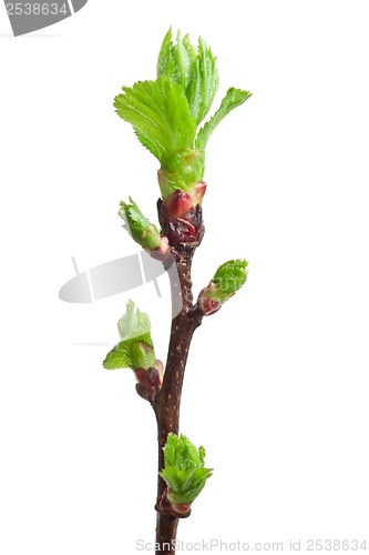 Image of Tree branch in spring