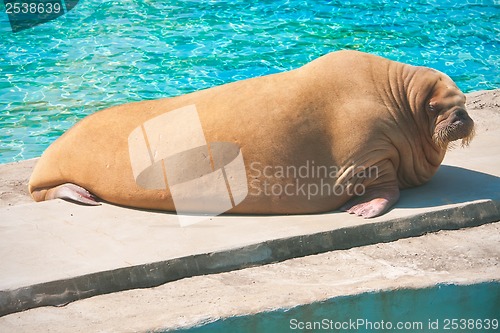 Image of Walrus