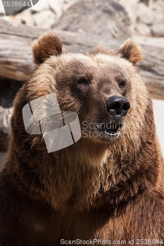 Image of Bear